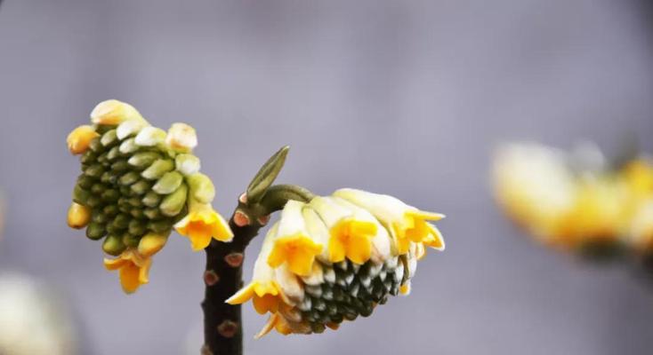 结香花的养殖方法（家居养殖结香花的注意事项）