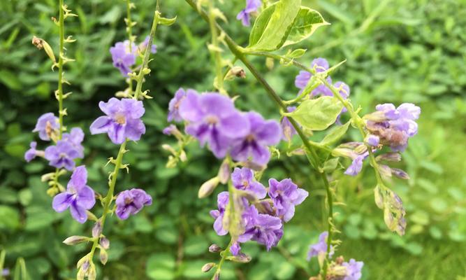 以假连翘花的寓意和象征（揭示人性与真实之间的对比与冲突）