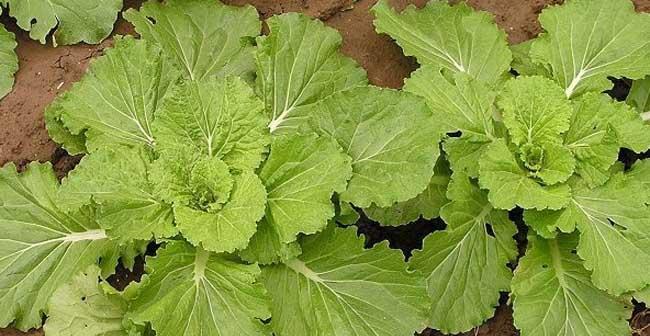 芥菜的种植方法与时间（掌握正确的种植时间和技巧）