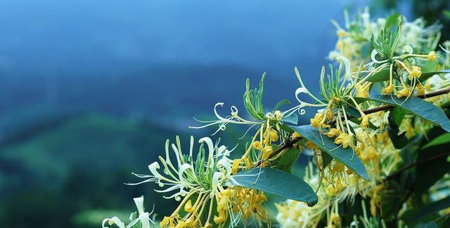 金银花的花语与寓意（探索金银花的隐含意义）