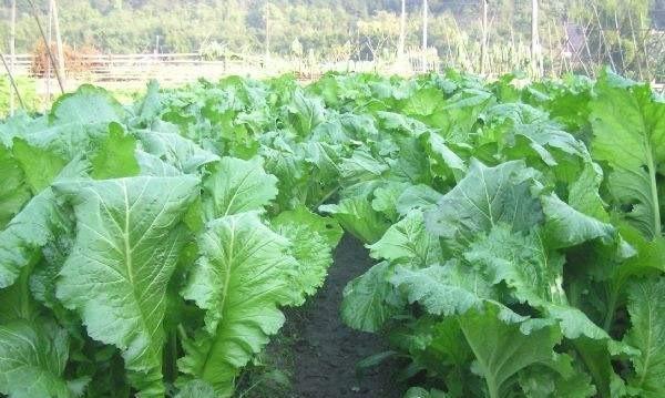 包心芥菜种植及栽培管理技术（从时间到方法）