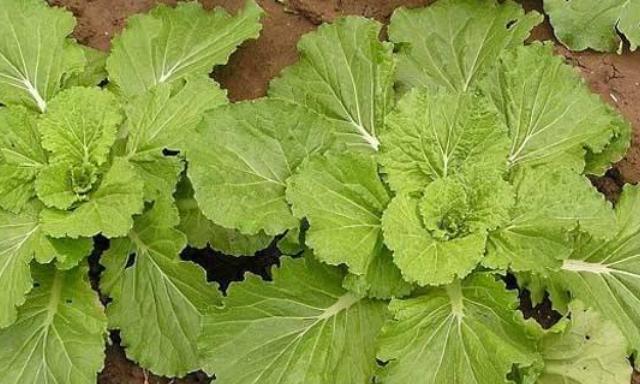 芥菜种植与生长周期（如何掌握芥菜的种植时间和生长周期）