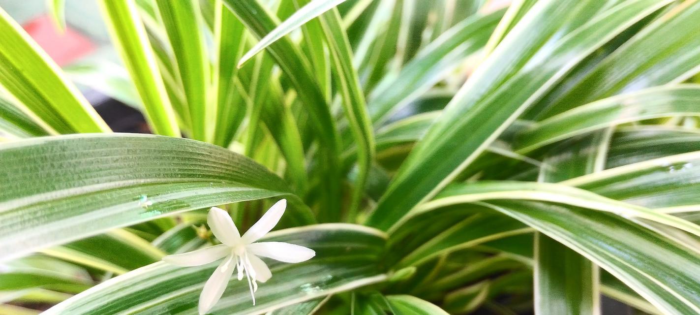 金边吊兰的花期和养护技巧（掌握花期）