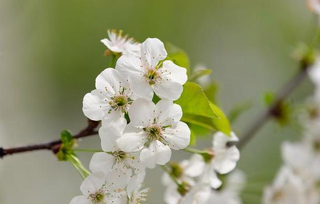 梨花代表的生肖之谜（探寻梨花背后的生肖密码）