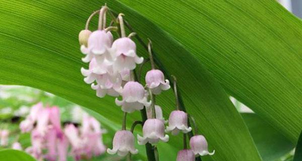 铃兰花的美丽与寓意（传递爱与希望的花朵——铃兰花语解读）