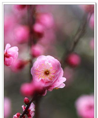 梅花在生肖中代表的含义与象征（探寻梅花在十二生肖中的角色与象征意义）