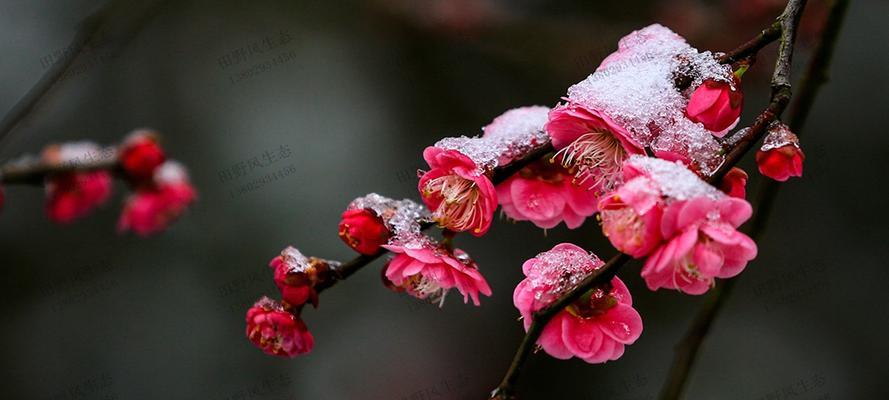 梅花之美（探寻梅花的深意与内涵）