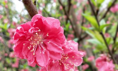 清明节的花语与寓意（以花为媒）