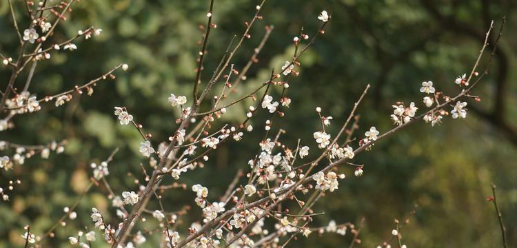 以蓮花代表虛心的美德（蓮花散發著虛心的香氣）