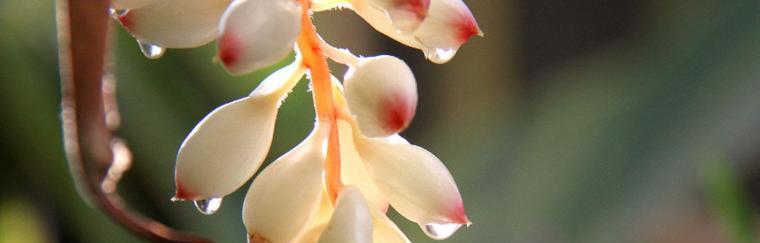 以百合花代表智慧（探索智慧之花的奥秘）