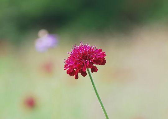 以菊花代表重新开始（菊花的意义与象征）