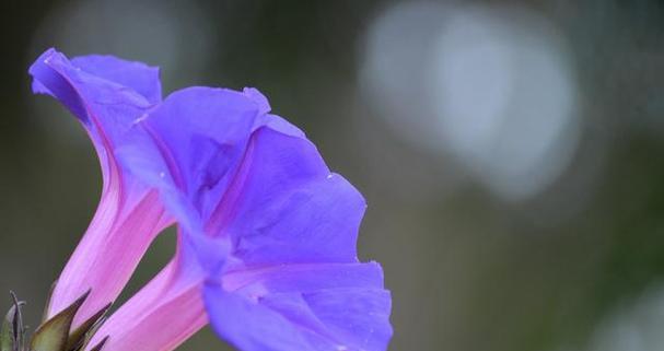 单纯之花——百合花的花语（用花语诠释单纯之美）