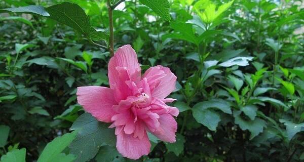 瑞香花语中的财富奇迹（瑞香花语）