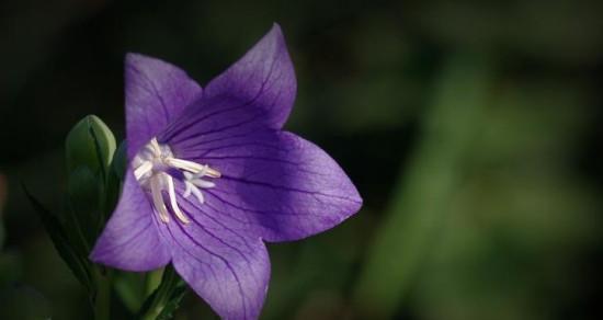 疯狂之花（以薔薇之花诠释疯狂的艺术）