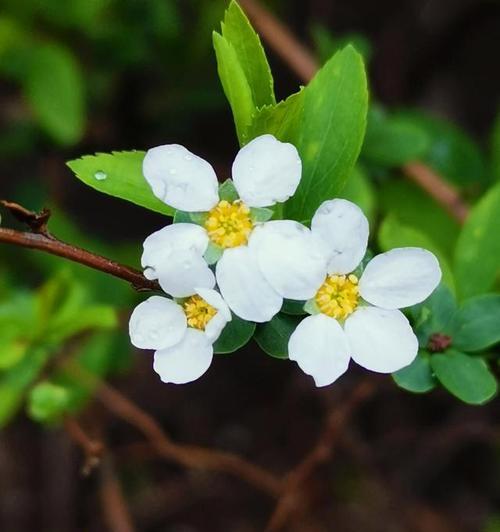 以百合花的花语探索光明的意义（揭示百合花的花语与光明之间的联系）