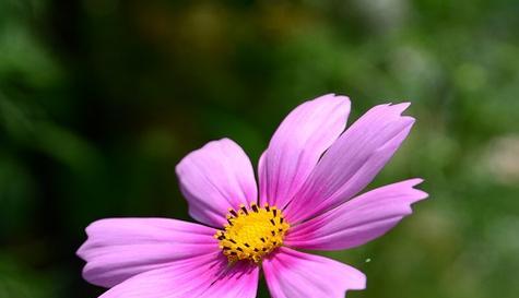 以勤奋为主题的花语（鲜花传递的加油努力之意）