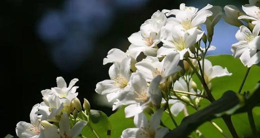 金榜题名的花语——迎接辉煌的新起点（以菊花为象征的毅力与荣耀）