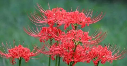 《轮回花语——以菊花为主题的探索》（菊花之秋）