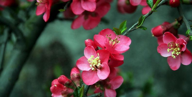 以玫瑰花的花语为主题的文章（无私的爱——玫瑰花的花语与意义）