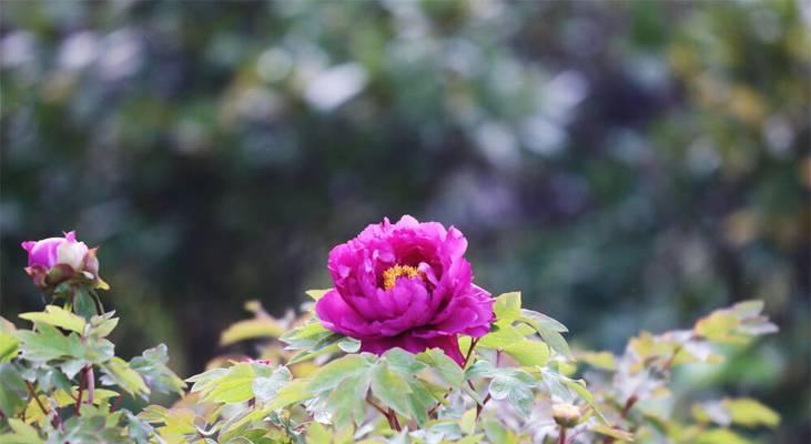 威海市花——海棠花的寓意与美丽（探寻海棠花的背后故事）