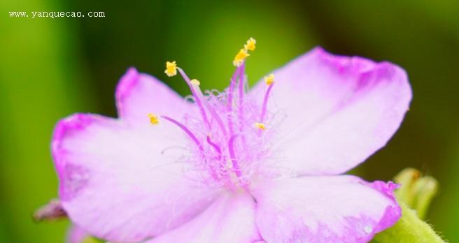 五瓣花的花语和寓意（揭开五瓣花的神秘面纱）