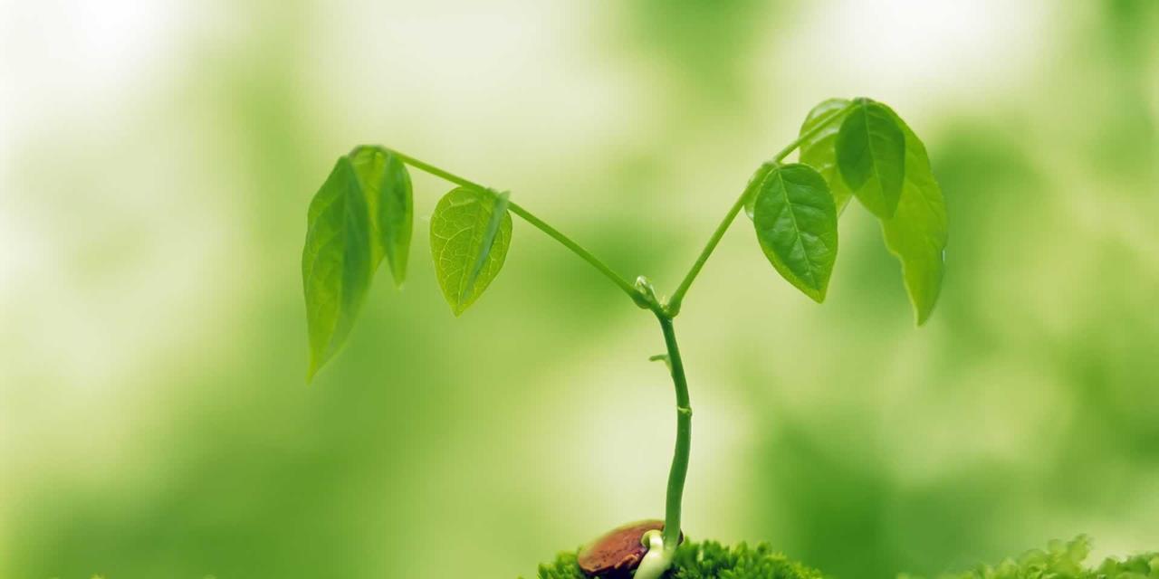 小草与人生（以小草代表的不同人的成长之路）