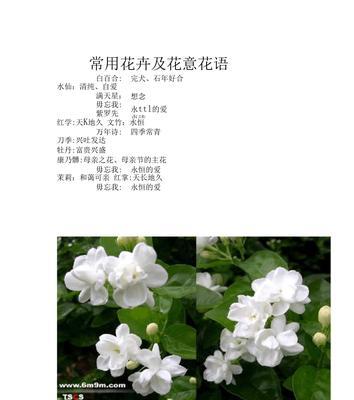 烟花菊的花语和寓意（探索烟花菊的花语）