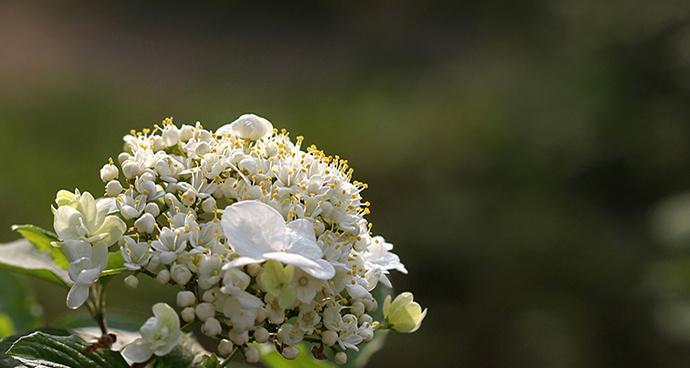 扬州市花琼花的象征与寓意（探索琼花的美丽与深层含义）