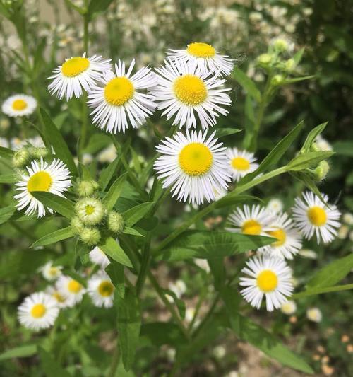 一年蓬的花语与寓意——传达希望和坚持（花开四季）