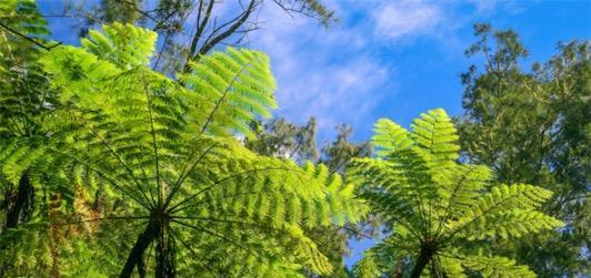 常绿硬叶林的叶片特点（探索植物世界中的坚韧力量）