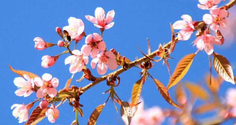 重逢的花语（深情相聚）