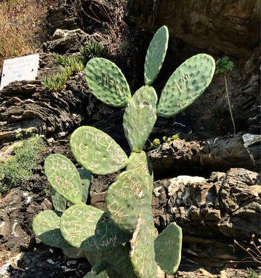 仙人掌植物叶子的特点（探索仙人掌植物叶子的形态）