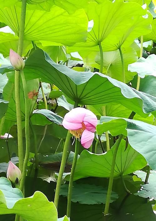 荷花的花语（生生不息）