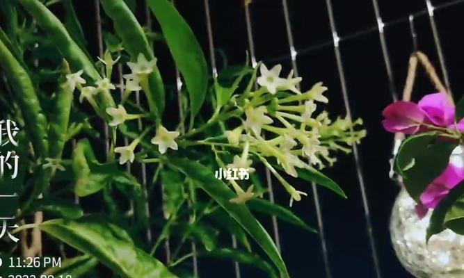 以夜来香的花语与含义（探寻花中的浪漫与深情）