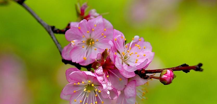 樱桃花的花语与相关信息（探秘樱桃花花语）