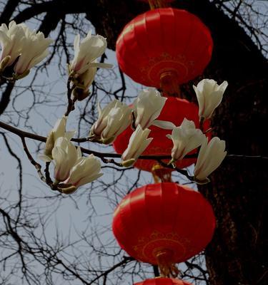 用色彩解读玉兰花的花语（探秘不同颜色玉兰花的内涵与象征）