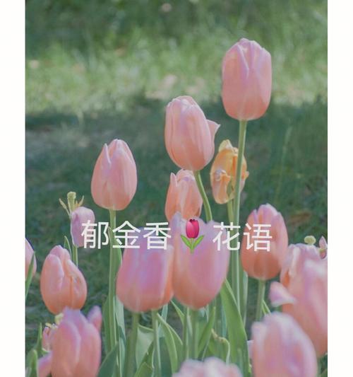 郁金香25朵花语-美丽与祝福（探索郁金香花语的深层意义）