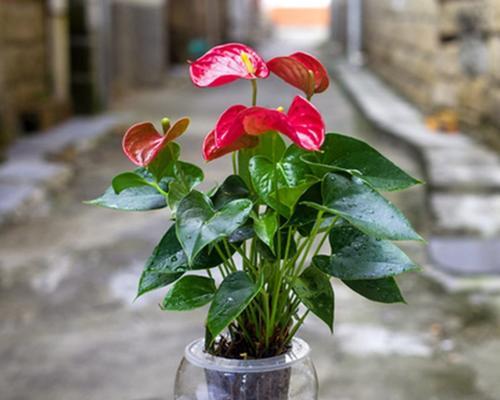 室内花卉装饰，让生活更加美好