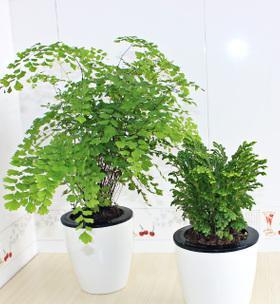 喜阴的室内小型植物花卉推荐（打造舒适室内空气）