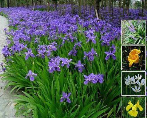 喜阴庭院花卉的选择与养护（打造舒适阴凉的庭院花园）