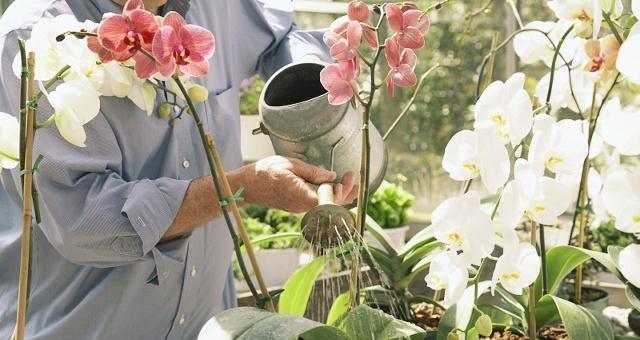 洗菜水能否浇花（用洗菜水浇花有哪些误区）