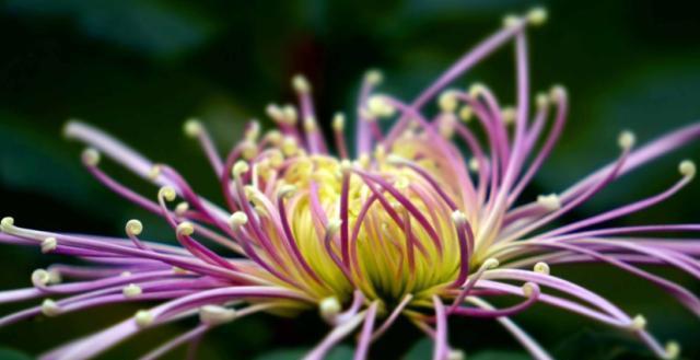 菊花的花语与寓意（探索菊花所代表的深刻意义）