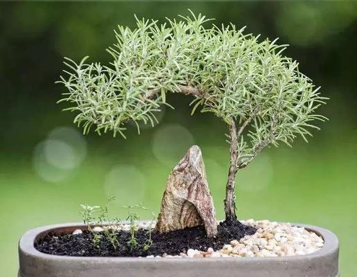 夏洛特夫人（生长迅速、耐寒耐旱）