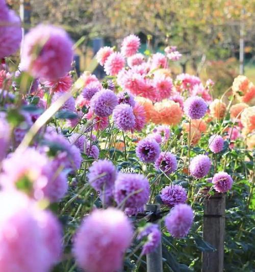 盛夏开花，缤纷花海（探寻夏季最美的15种花卉）