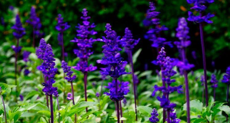 蓝花鼠尾草花语——释放内心的宁静（探寻蓝花鼠尾草的深层含义）