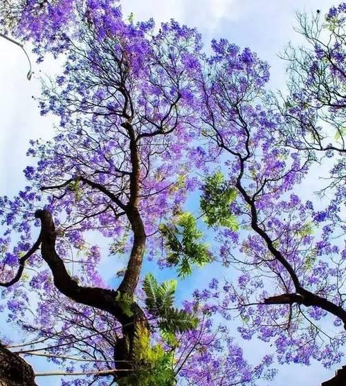 蓝花楹的花语及其寓意（以蓝花楹的花语为主题的花卉文化探索）