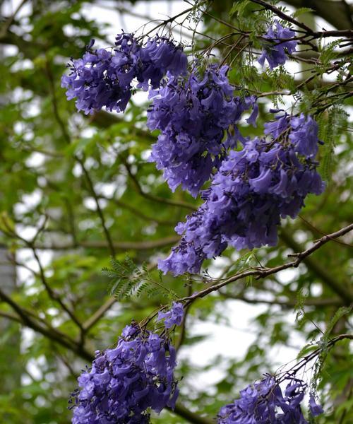 蓝花楹花的花语及其寓意（探寻蓝花楹花的神秘语言与象征意义）