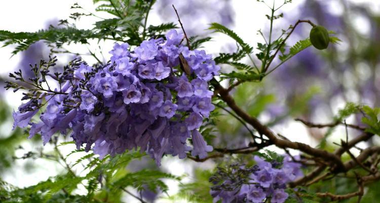 蓝花楹花语之美——寄托浪漫与希望（蓝花楹花语的意义与传承）