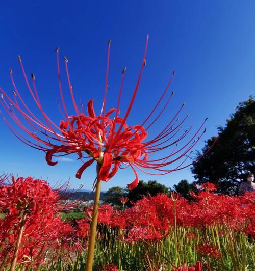 蓝色彼岸花花语（唤醒心灵的美丽蓝色）