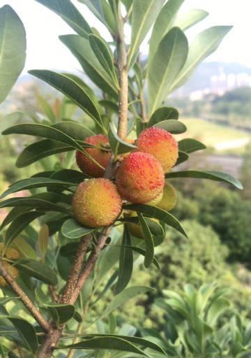 仙居杨梅上市时间及成熟期分析（仙居杨梅上市时间预测）